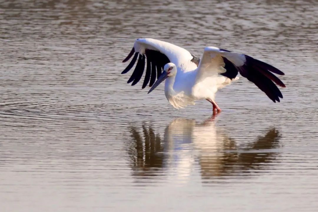 盐城黄海湿地新增29种鸟类国宝