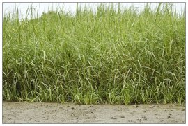 中国东部沿海的盐沼土壤真菌群落随着外来互花米草的入侵而变化