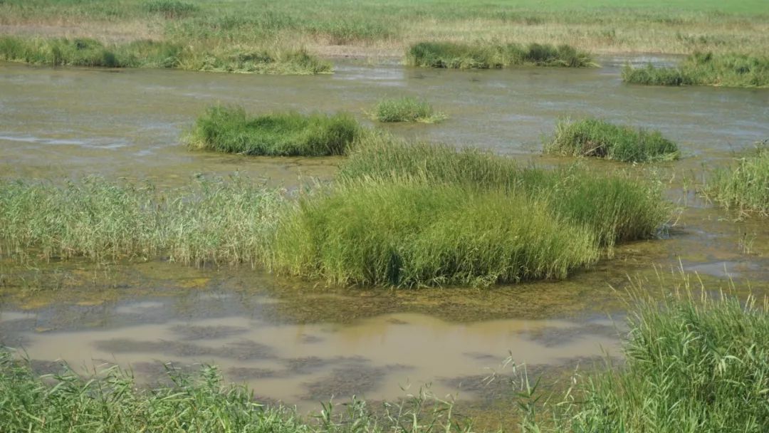 入侵植物互花米草对滨海湿地土壤线虫群落的均质化影响