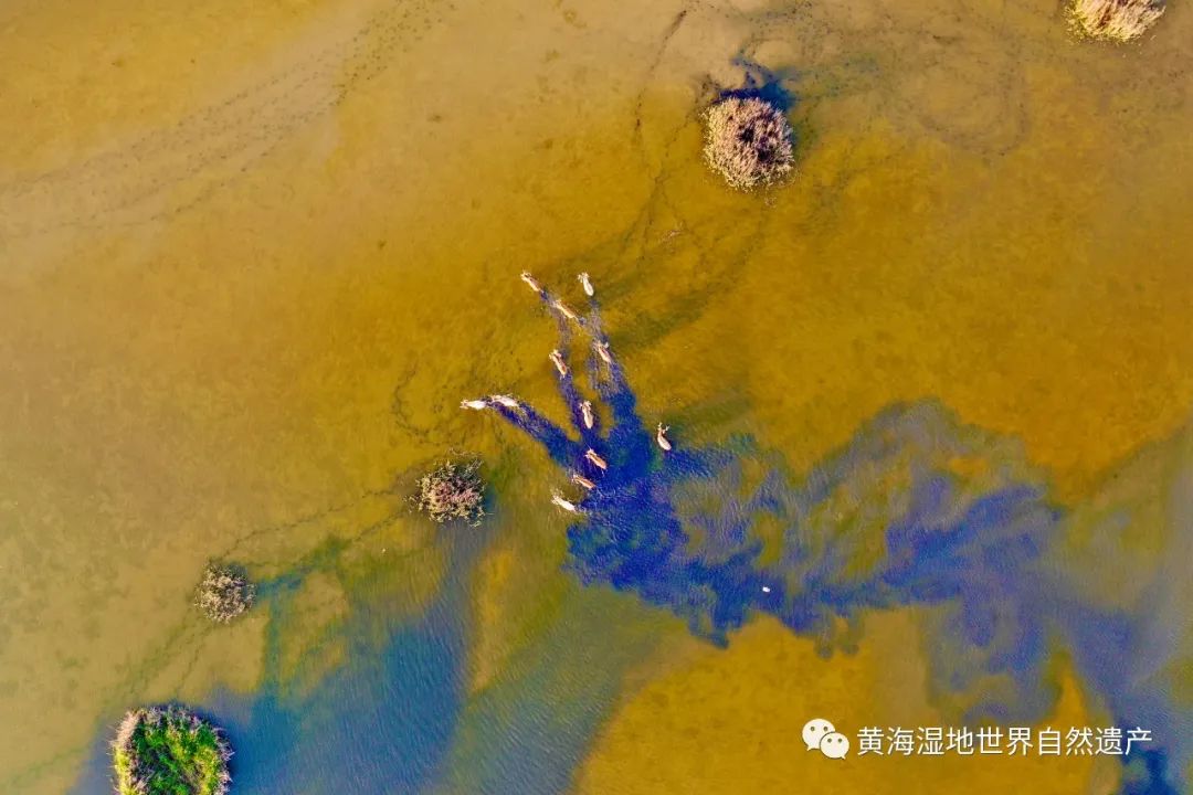 《黄海湿地研究院课题项目基金资助项目（      期）》 入选项目名单公示