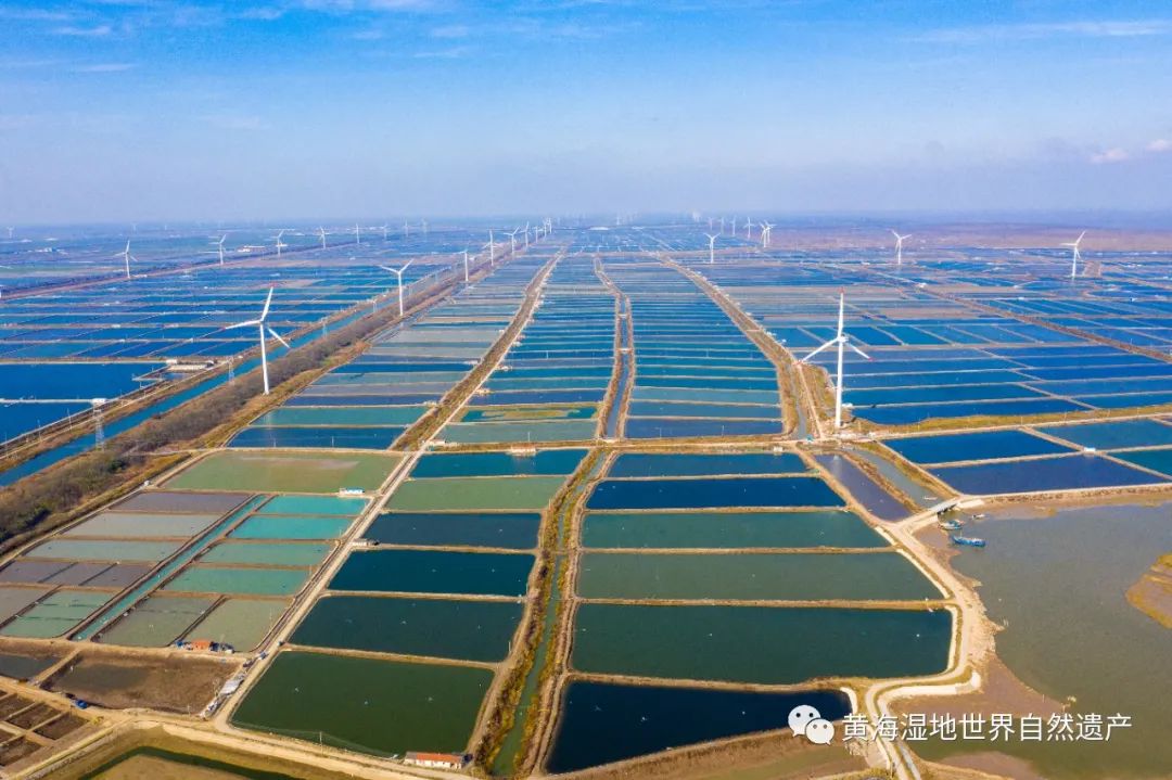 千年生态遗产 | 黄河、长江共同孕育的盐城黄海湿地