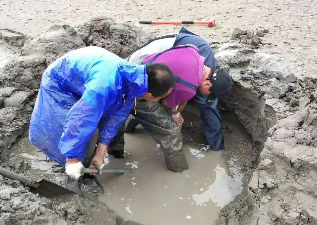 盐城盐沼生态系统碳储量调查圆满完成