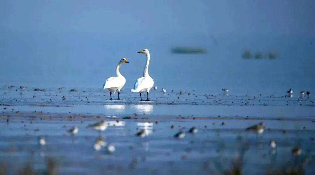 【2月2日】第26届世界湿地日：珍爱湿地——人与自然和谐共生