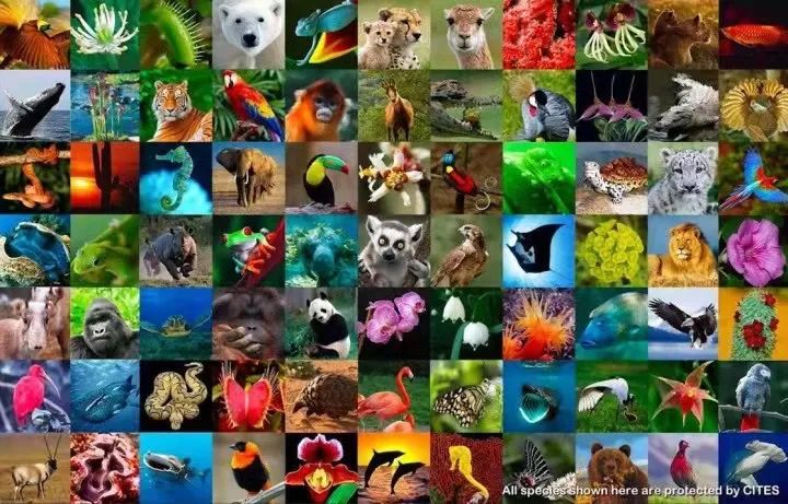 2022年世界野生动植物日主题公布：“恢复关键物种 修复生态系统”