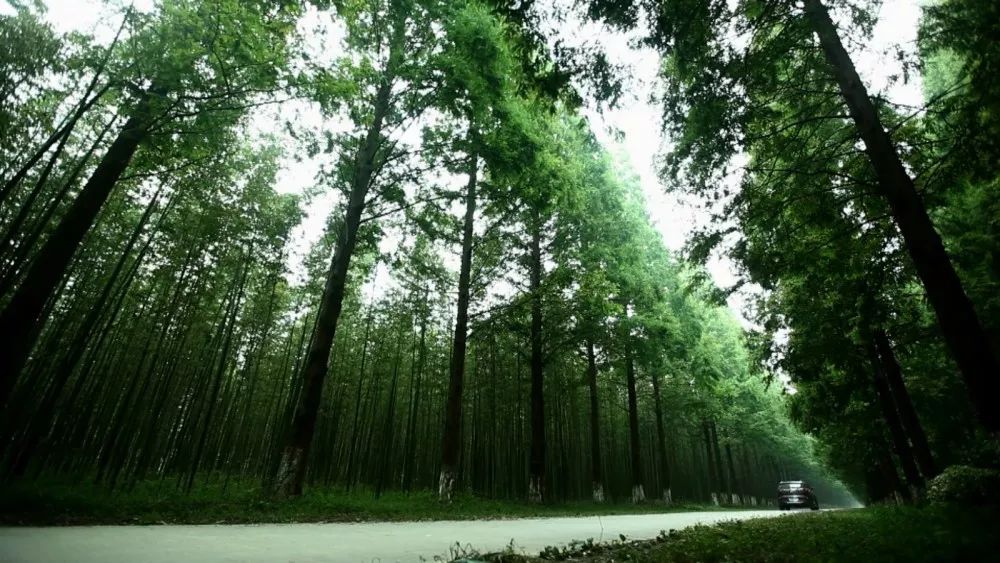 2021年中国国土绿化状况公报发布