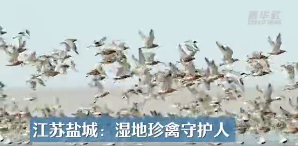 江苏盐城：湿地珍禽守护人