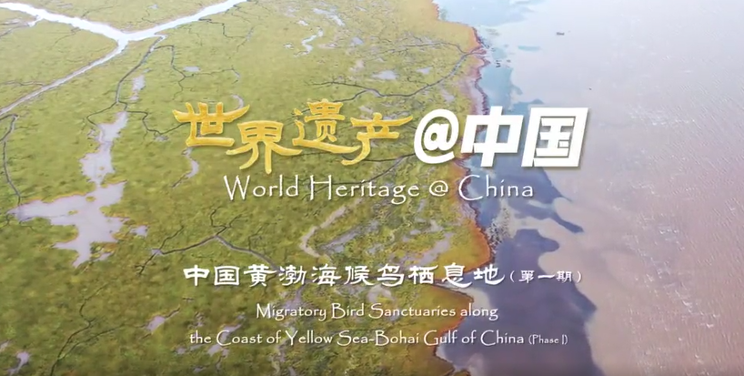 黄(渤)海候鸟栖息地(      期)：美丽海湾成“鸟的天堂”