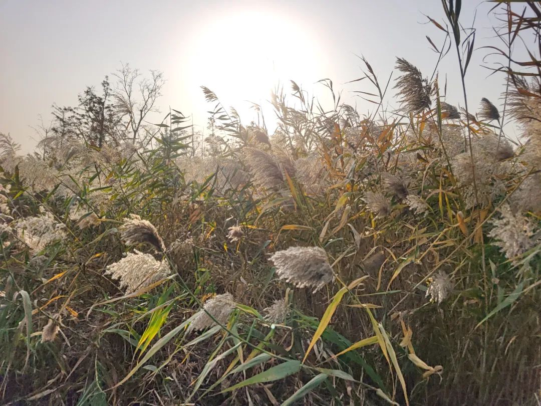 登上热搜！“蒹葭”是芦苇？或许你并不了解芦苇