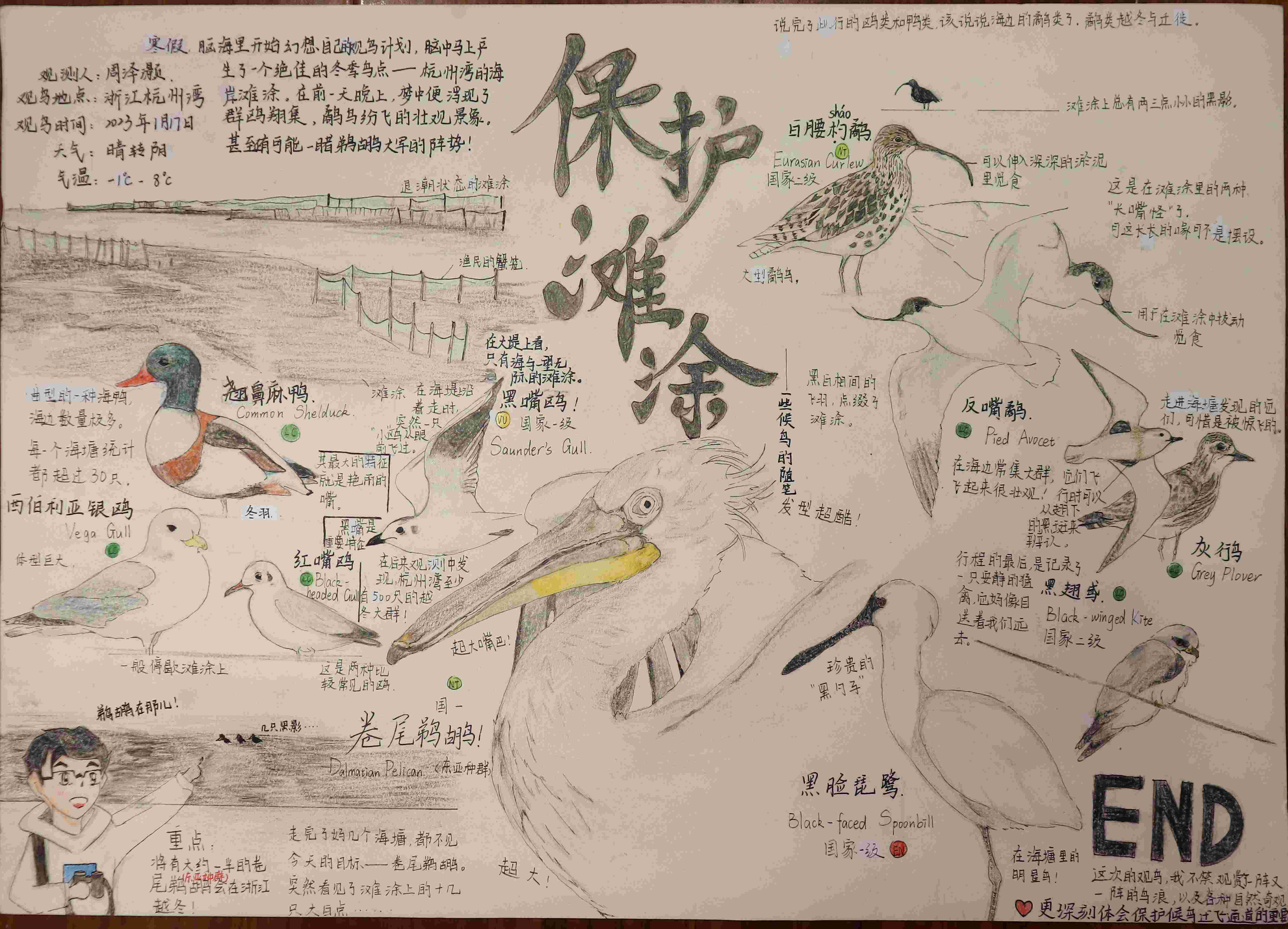 《保护滩涂——一些候鸟的随笔》-周泽灏-金华师范学校附属小学
