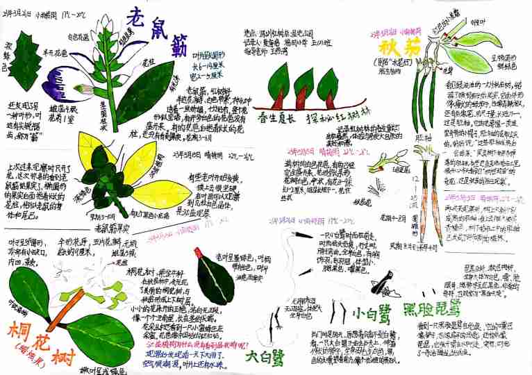《春长夏长 探秘红树林》-夏睿娢-深圳市福田区福田小学