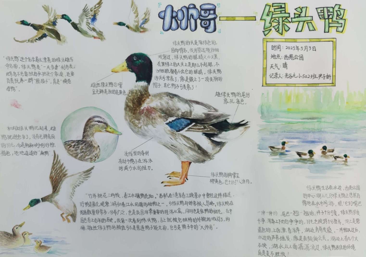 《大帅哥-绿头鸭》-尹子妍-武汉市光谷第九小学
