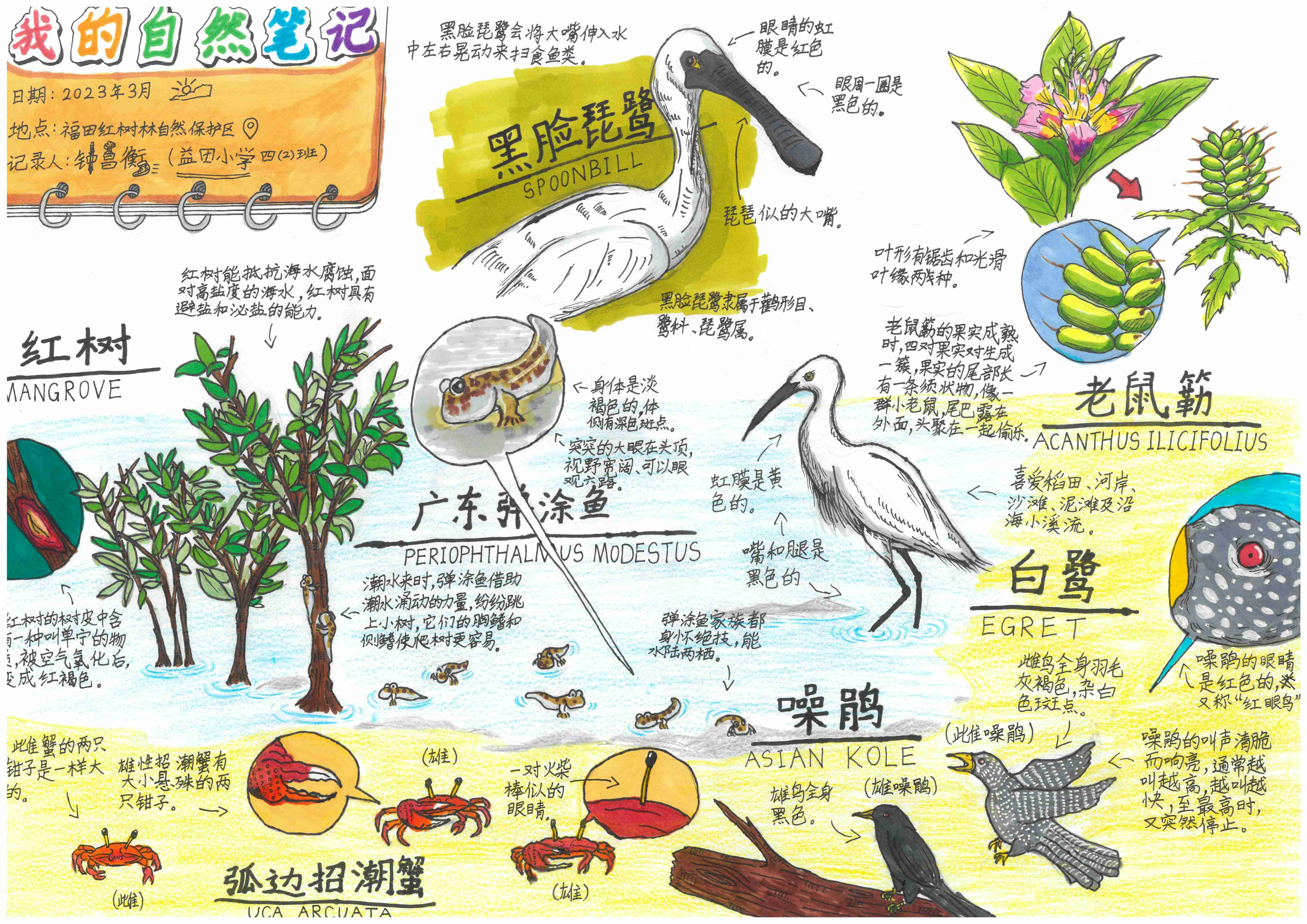 《我的自然笔记》-钟昌衡-深圳市福田区益田小学