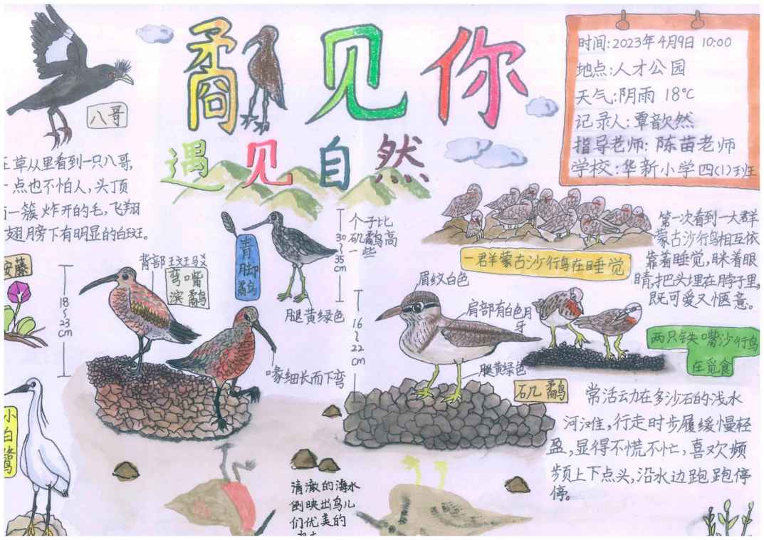《鹬见你，遇见自然》-覃歆然-深圳市福田区华新小学